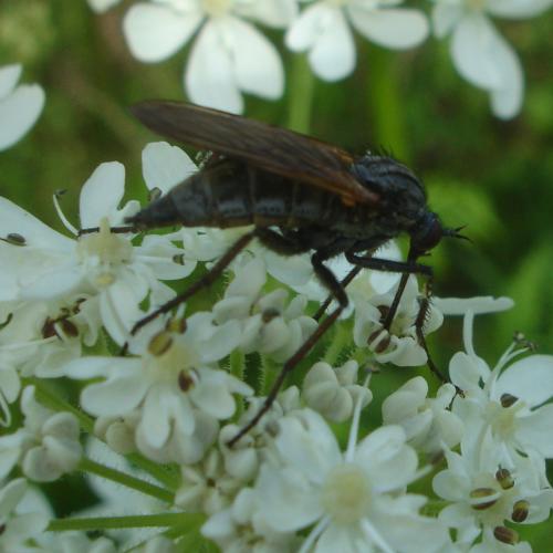 Empis tessellata